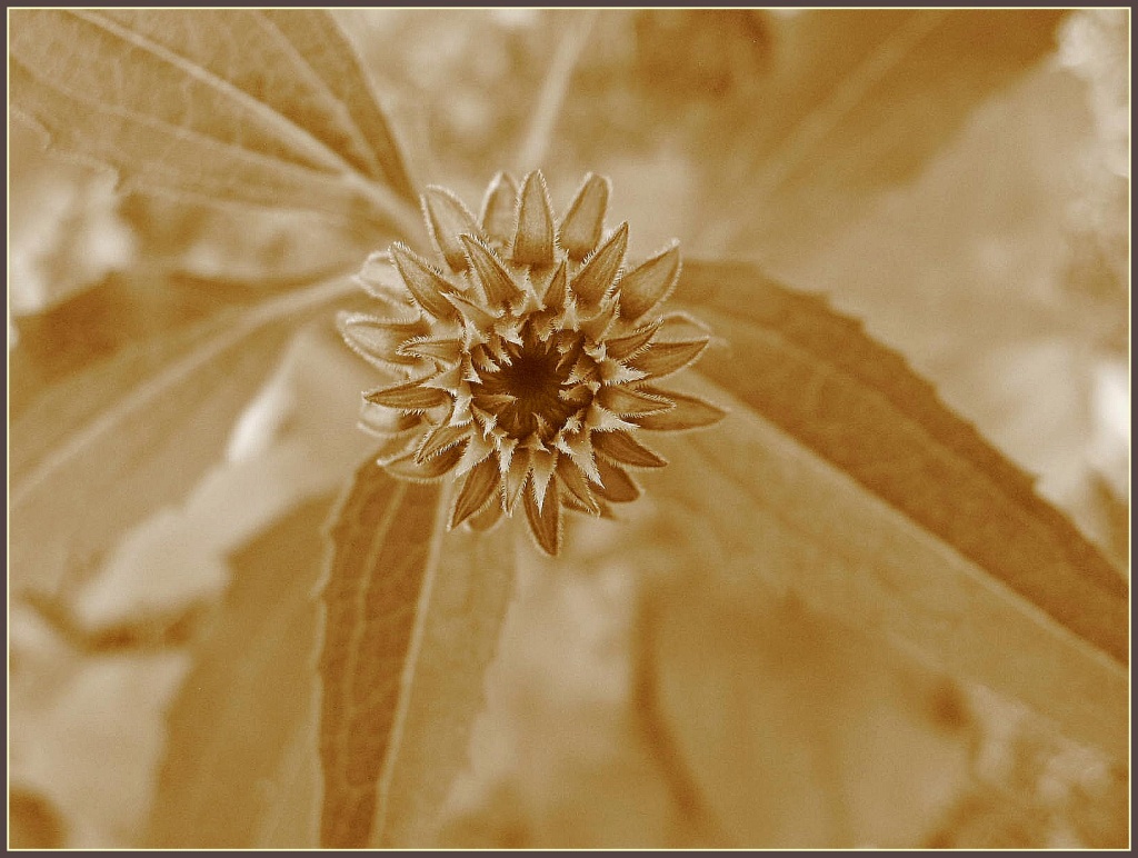 Coneflower in Sepia by olivetreeann