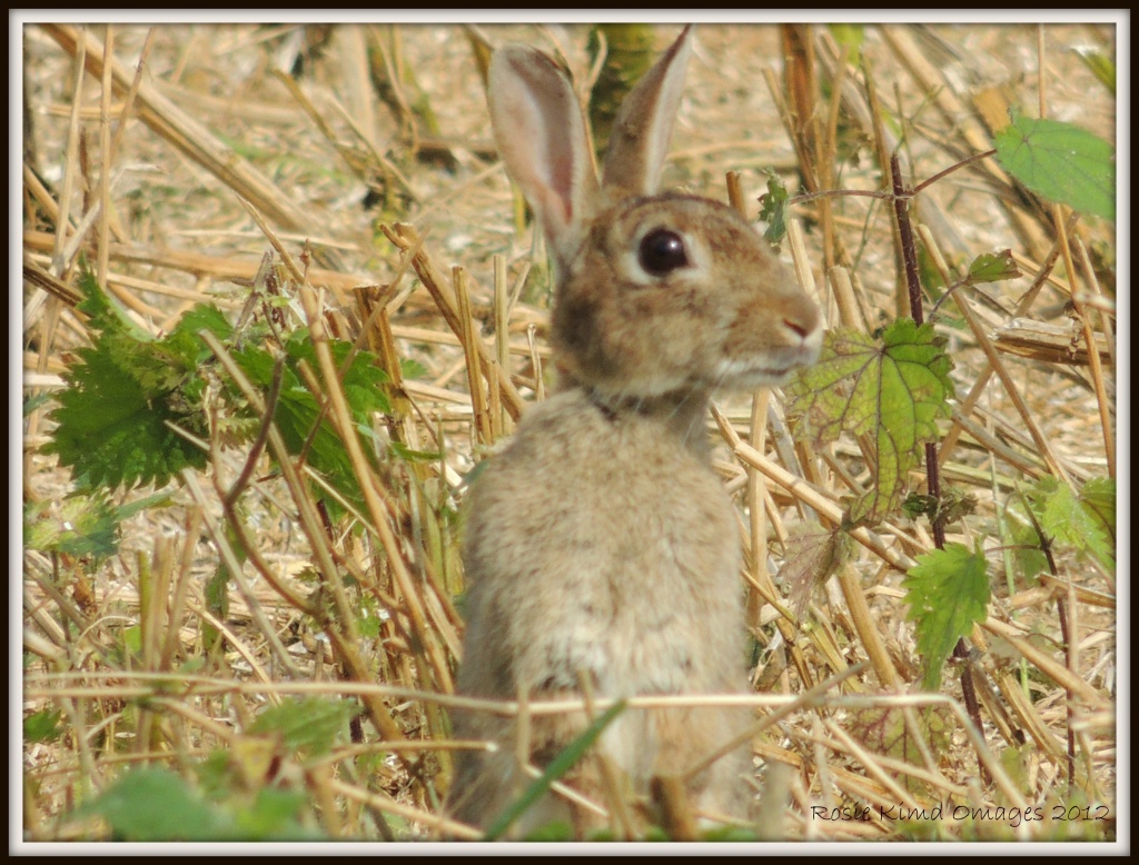 One little rabbit by rosiekind