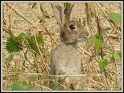 10th Aug 2012 - One little rabbit
