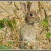 One little rabbit by rosiekind