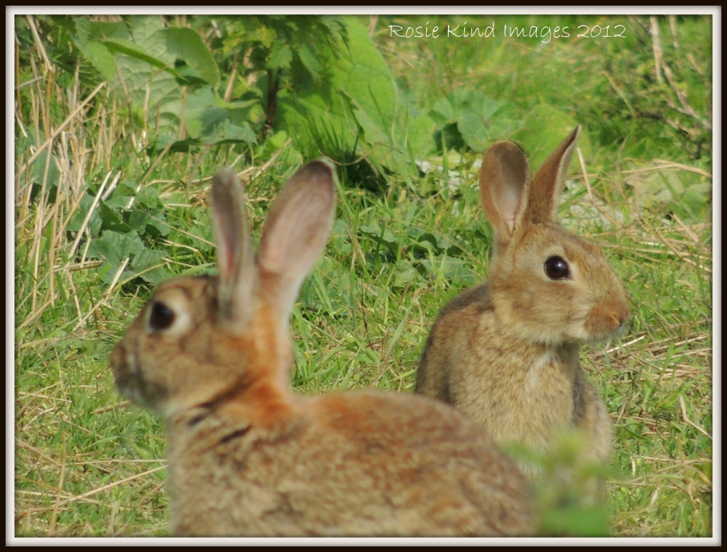 Two little rabbits by rosiekind