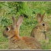 Two little rabbits by rosiekind