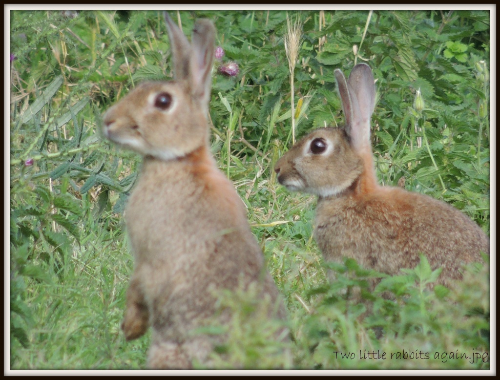 Two little rabbits again by rosiekind