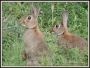 10th Aug 2012 - Two little rabbits again