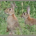 Two little rabbits again by rosiekind