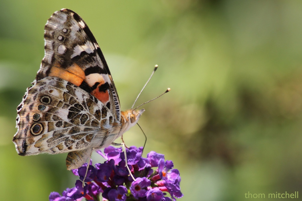 Painted Lady (corrected) by rhoing