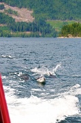 9th Aug 2012 - Dolphins