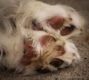 10th Aug 2012 - You Dirty Dog Feet