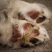 You Dirty Dog Feet by cdonohoue