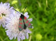6th Aug 2012 - Burnet Moth