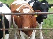 1st Aug 2012 - Brown Cow