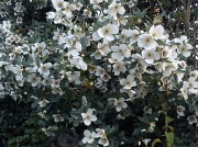 10th Aug 2012 - Flowering shrub  