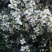 Flowering shrub   by jennymdennis