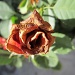 Bakrena ružica by vesna0210