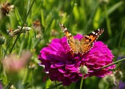 10th Aug 2012 - Butterfly and Grasshopper