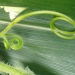 Curly Cues in the Garden by julie