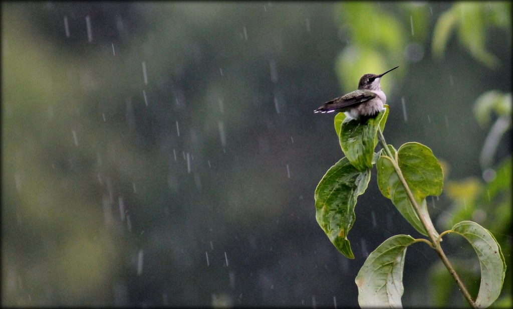 Humming in the rain by cjwhite
