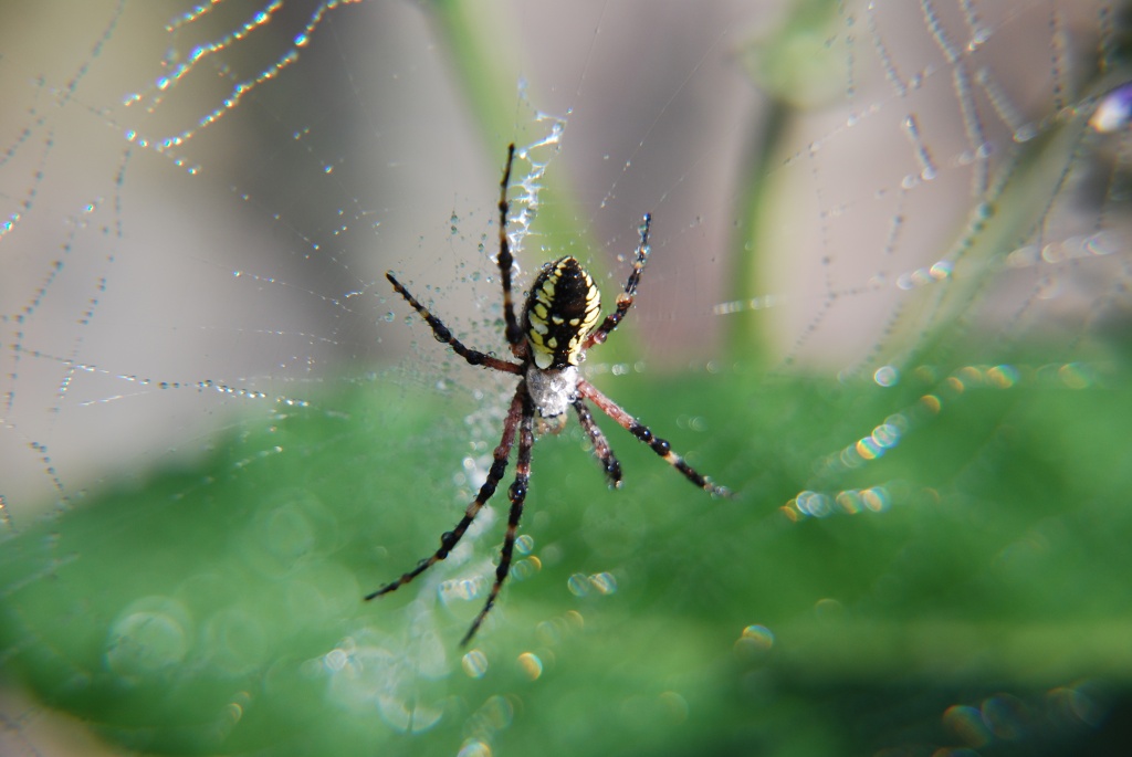 Spider by dakotakid35