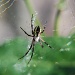 Spider by dakotakid35