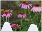 9th Aug 2012 - Beyond the White Picket Fence.....