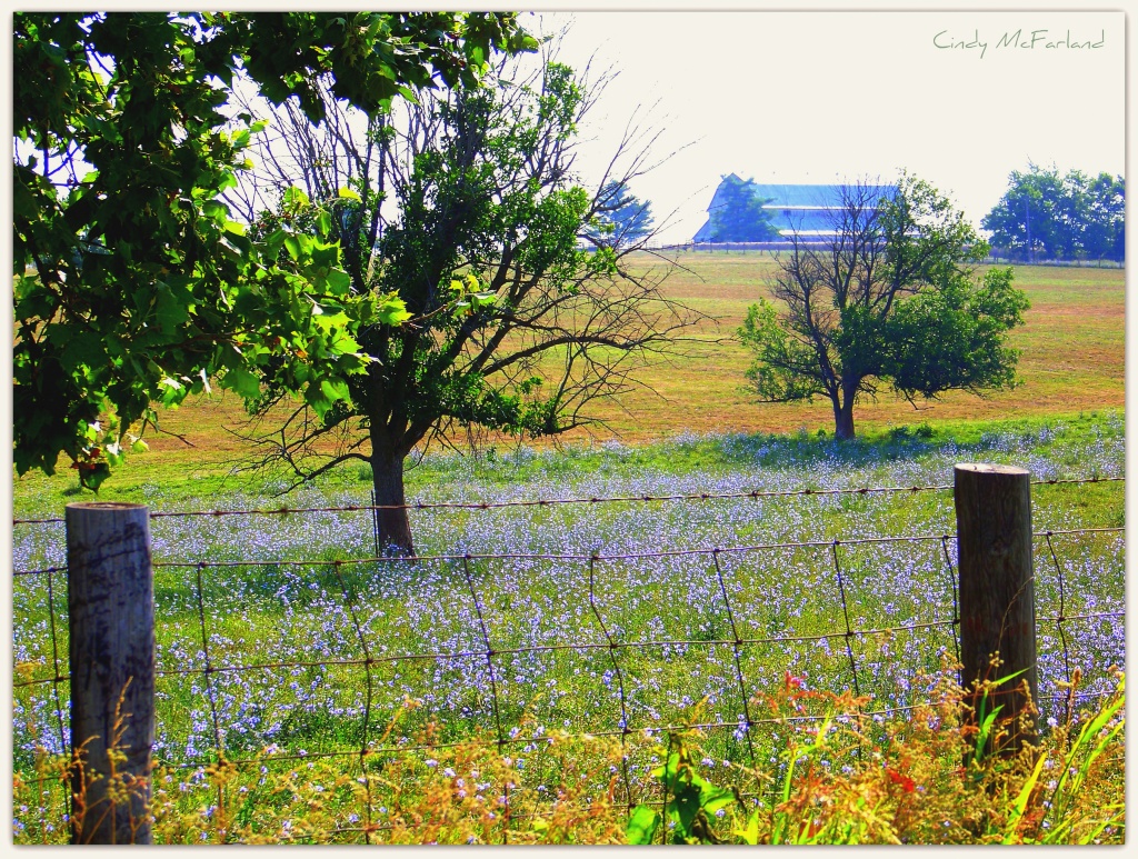 A Field of Blue Flowers by cindymc