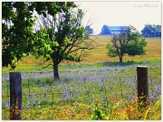 10th Aug 2012 - A Field of Blue Flowers