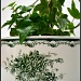 ivy on swedish porcelain bowl by summerfield