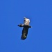 Wedge Tailed Eagle by wenbow