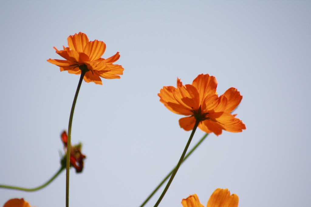 Coreopsis by aecasey
