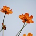 Coreopsis by aecasey