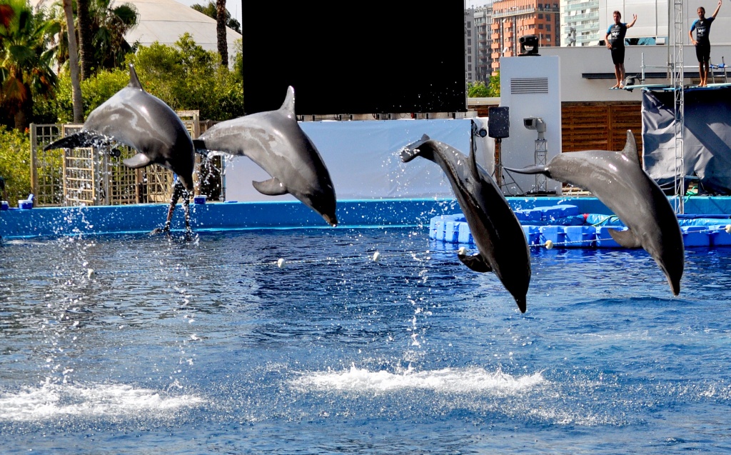 Dolphins jumping! by philbacon