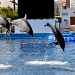 Dolphins jumping! by philbacon