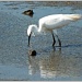 Little Egret-2(juvenile) by carolmw