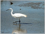 11th Aug 2012 - Little Egret-1(juvenile)