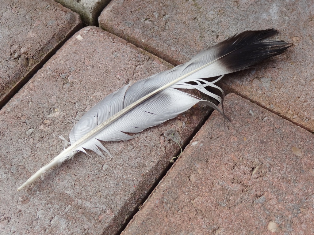 Lost Feather. by darrenboyj