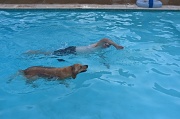 10th Aug 2012 - swimming laps