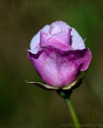 11th Aug 2012 - Rose Bud to Cheer Me Up