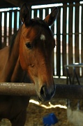 11th Aug 2012 - The foal, 13 months older