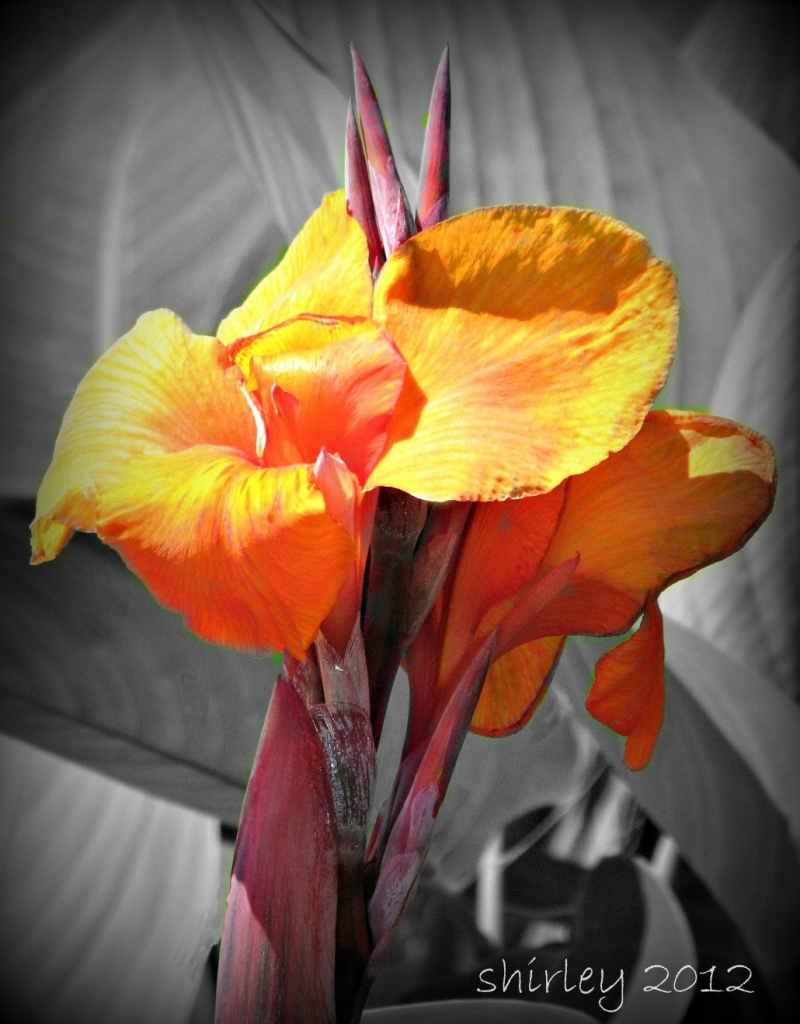 orange lily by mjmaven