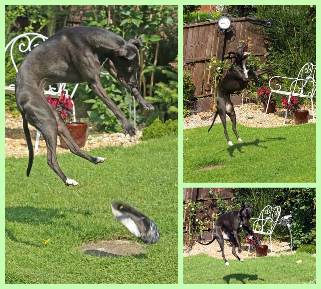Flying Whippet by phil_howcroft