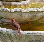 12th Aug 2012 - Cardinal