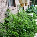 Strip of vegy garden by bruni
