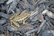 8th Aug 2012 - Froggy