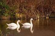 11th Aug 2012 - Evening, swans reflecting