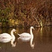 Evening, swans reflecting by netkonnexion