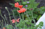 7th Aug 2012 - Poppies