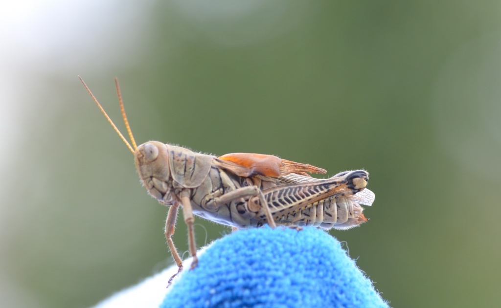 Grasshopper by kdrinkie