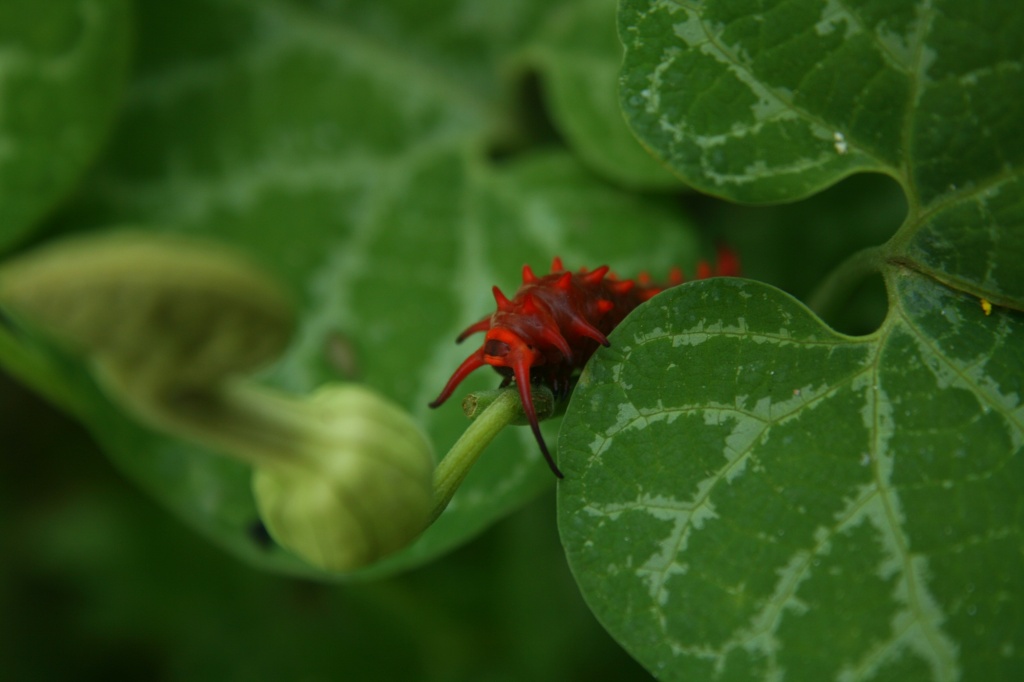 Pipevine Swallowtail Caterpillar by kerristephens