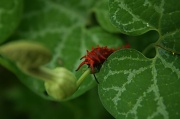 11th Aug 2012 - Pipevine Swallowtail Caterpillar