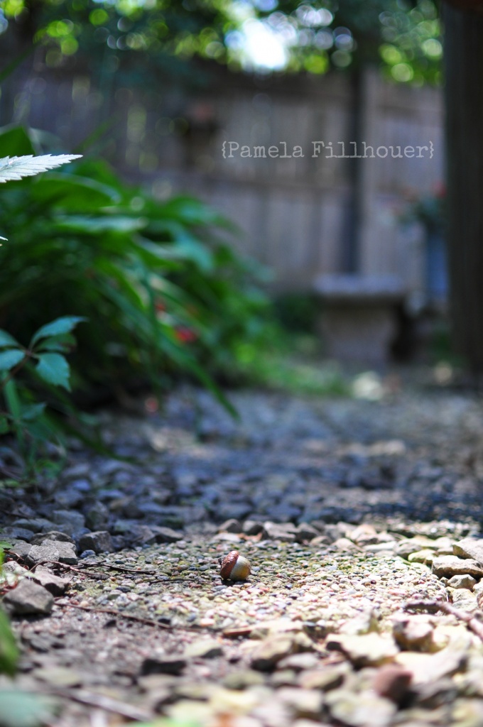 an acorn... by earthbeone